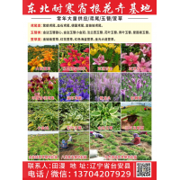东北耐寒宿根花卉基地 金边玉簪 金边玉簪价目表 台安玉簪