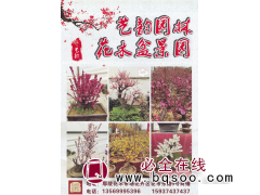 艺韵园林花木盆景园 腊梅 腊梅基地 精品腊梅图1