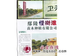 怪树滩苗木  卫矛造型 精品卫矛造型 卫矛造型价目表图1