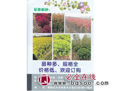 景皓园林 国槐 精品国槐 国槐基地 国槐价目表图1