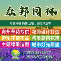 麦冬草苗-麦冬草 庭院绿化 耐寒耐旱 花坛地被栽种 适应较好-众邦园林