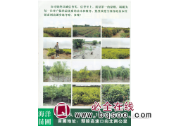 河南鄢陵海洋苗圃 石楠苗 精品石楠苗图1