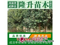 大量供应大叶女贞树 焦作女贞 大叶女贞价格 隆升苗木大叶女贞图1