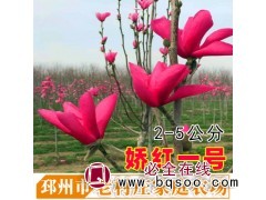 玉兰苗 紫玉兰苗 娇红一号玉兰树苗 嫁接玉兰 老村庄家庭农场图1