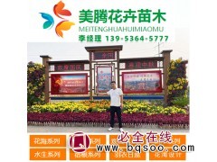 青州美腾花卉苗木大量出售国庆菊 青州花卉 国庆菊价格表图1