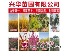 兴华苗木 大叶榆 绿化工程苗木 行道树 大叶榆 丛生大叶榆图1
