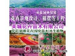 美城花卉苗木基地 青州花卉 花海景观设计 山东花苗租摆工程图1