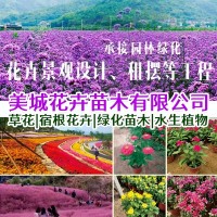 美城花卉苗木基地 青州花卉 花海景观设计 山东花苗租摆工程