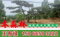 青州市木森林绿化苗木有限公司