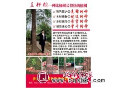 挺拔直杆榆,直杆榆表现及应用前景 安徽森苗园艺科技图1