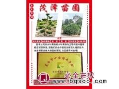 大小叶黄杨树 黄杨造型树价格 新街苗木 茂泽苗圃 黄杨价格图1