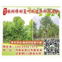 周口楸树梓树复叶槭苗木种植基地 专供楸树 楸树价格表 梓树