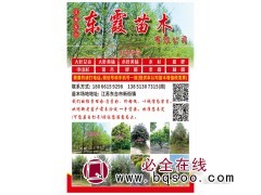 东台市东霞苗木 东台大叶女贞 东台女贞 大叶女贞价格表 女贞图1
