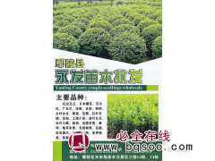 炎陵县永发苗木批发  精品红白玉兰 红白玉兰基地图1
