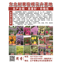 阜新市莲香花木培植园 福禄考 福禄考批发 福禄考基地