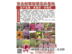 阜新市莲香花木培植园 德国鸢尾 精品鸢尾 鸢尾基地图1