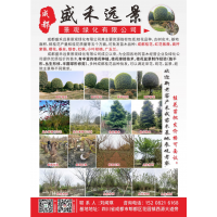 买苗就选盛禾远景  精品成都桂花  高杆桂花