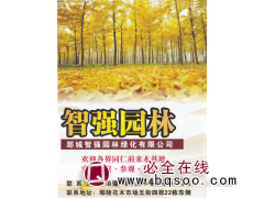 郯城智强园林 银杏 精品银杏 银杏价目表图1