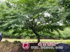 15-30公分鸡爪槭现货供应 精品鸡爪槭 嵊州鸡爪槭大型基地图1