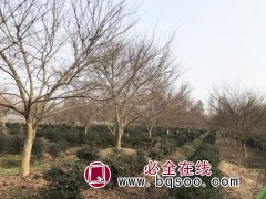 主营大小规格鸡爪槭，苗圃占地2000余亩 鸡爪槭精品树图1