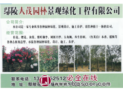 大茂园林 桂花 精品桂花 桂花价目表 桂花的用处图1