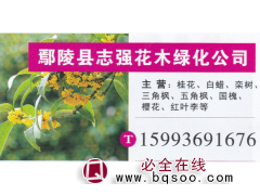 鄢陵县志强花木绿化公司 桂花图1