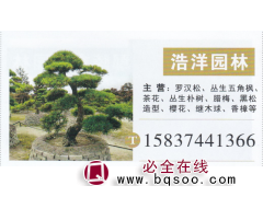 河南鄢陵浩洋园林 罗汉松 罗汉松价目表图1