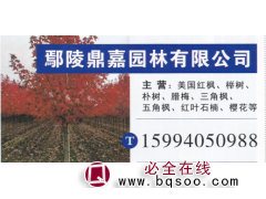 鄢陵鼎嘉园林有限公司 美国红枫基地 美国红枫价目表图1