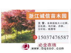 诚信苗木园 红枫园林 红枫报价 红枫的用处图1