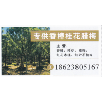 武汉市香樟繁育基地 香樟价目表 精品香樟
