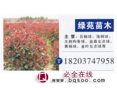 绿之苑园林 石楠球 精品石楠球 石楠球基地 石楠球价目表图1