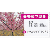 山东省安樱花基地 樱花价目表 精品樱花