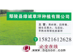 绿诚草坪 果岭草基地 果岭草价目表 精品果岭草图1