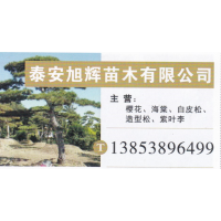 旭辉苗木有限公司  桂花价目表 精品桂花 桂花基地