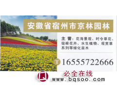京林园林 福禄考 精品福禄考 福禄考基地图1