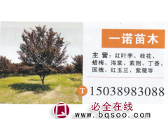 一诺苗木 红叶李价目表 红叶李繁育基地 精品红叶李图1