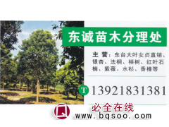 东诚苗木分里处 大叶女贞 精品大叶女贞 大叶女贞价格图1