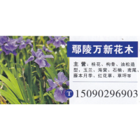 鄢陵万新花木 桂花繁育基地 精品桂花 桂花报价 优质桂花