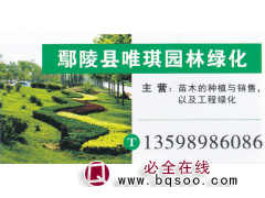 鄢陵县唯琪园林绿化 黄杨基地 精品黄阳光 黄杨价格图1