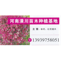 信阳潢川桂花种植基地 精品桂花 桂花价格