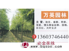万英园林 桂花 精品桂花 桂花价格 桂花繁育基地图1