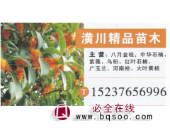 潢川金桂苗圃基地 金桂价格 八月金桂图1