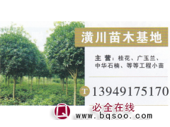 潢川苗木基地 桂花繁育基地 桂花报价 精品桂花图1