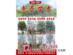 惠民苗木种植专业合作社  丛生乌桕价目表 丛生乌桕基地图1