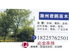 安徽滁州君鹏苗木 朴树价格 精品朴树  朴树繁育基地图1