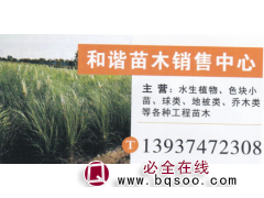 和谐苗木销售中心 蒲苇 精品蒲苇 蒲苇价目表图1