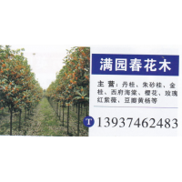 满园春花木  丹桂 精品丹桂 丹桂基地 丹桂价目表