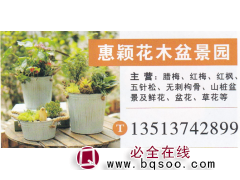 惠颖花木盆景园 腊梅 腊梅繁育基地 腊梅报价 精品腊梅图1