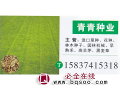 河南许昌青青种业 进口草种 草种价目表 精品草种 草种批发图1