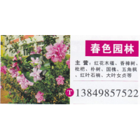 河南鄢陵春色园林 红花木槿 精品红花木槿 红花木槿价目表